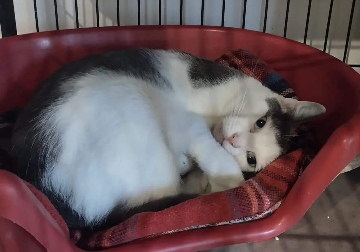 ANNABELLE, female young Mixed Breed for adoption at Chiens Chats & Compagnie (Nantes), Nantes