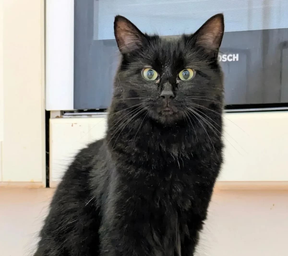 ALOUNA, female young Mixed Breed for adoption at Chiens Chats & Compagnie (Nantes), Nantes