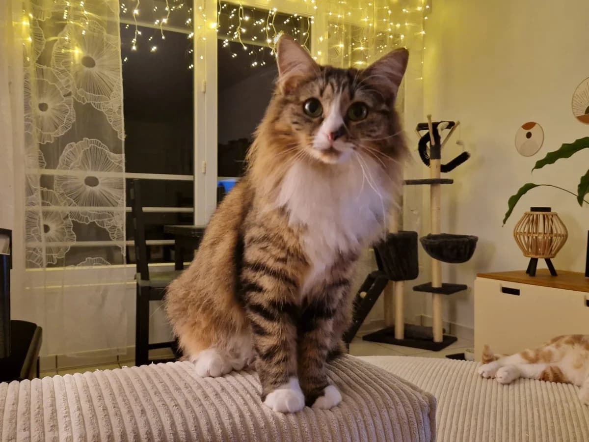 ARKANA, female 3yo Mixed Breed for adoption at Chiens Chats & Compagnie (Nantes), Nantes