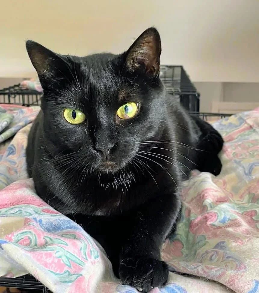 CATOUMANE, female Mixed Breed for adoption at Chiens Chats & Compagnie (Nantes), Nantes