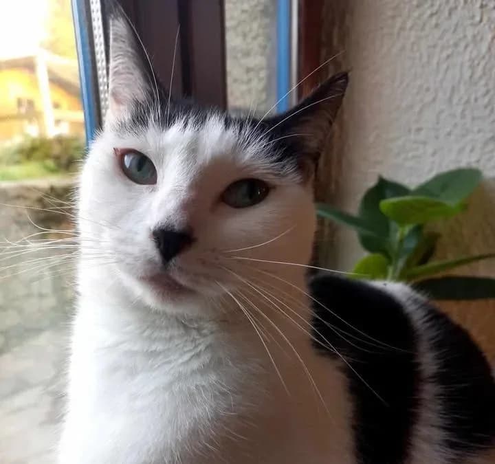 U’LULABELLE, female 5yo Mixed Breed for adoption at Chiens Chats & Compagnie (Nantes), Nantes