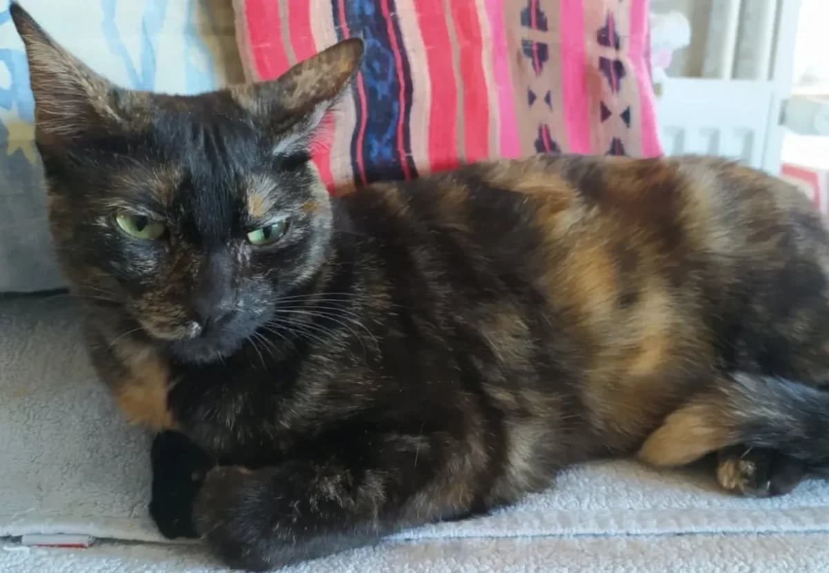 AWAÏ, female young Mixed Breed for adoption at Chiens Chats & Compagnie (Nantes), Nantes