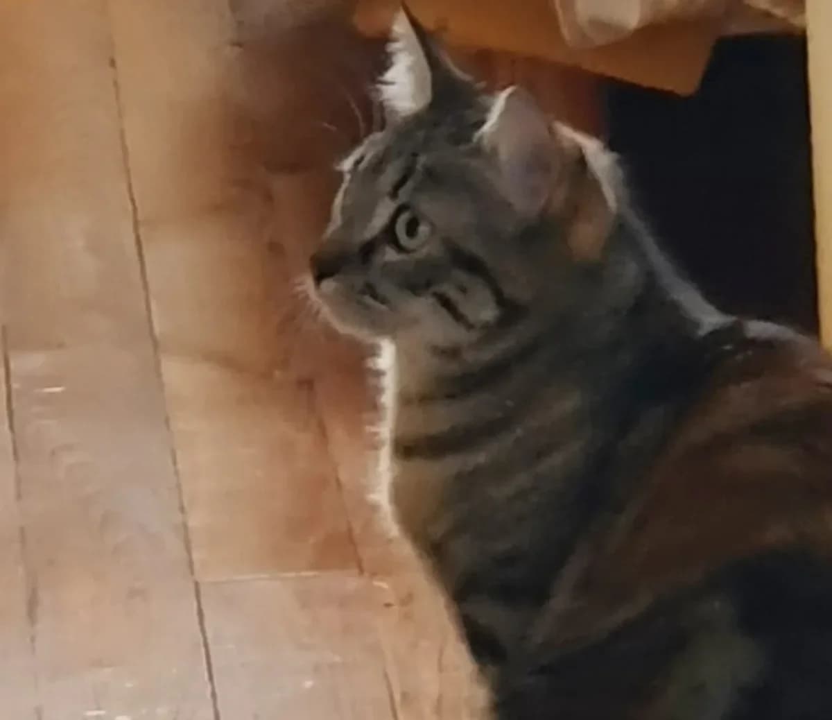 AUSTRALE & ANDIE, female Mixed Breed for adoption at Chiens Chats & Compagnie (Nantes), Nantes