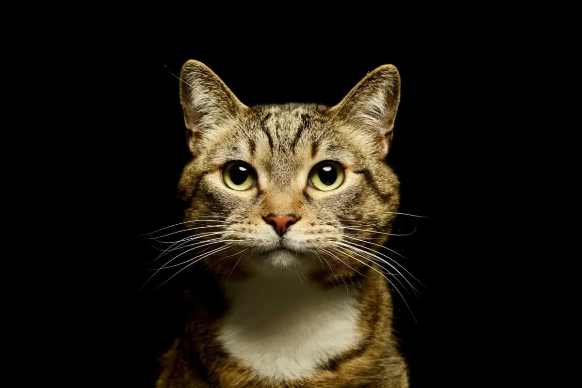 FRILEUX, tigré gris et blanc male young Mixed Breed for adoption at Chiens Chats & Compagnie (Nantes), Nantes