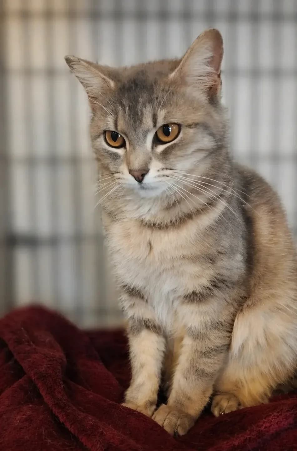 AURÉLIA, tigrée grise female young Mixed Breed for adoption at Chiens Chats & Compagnie (Nantes), Nantes