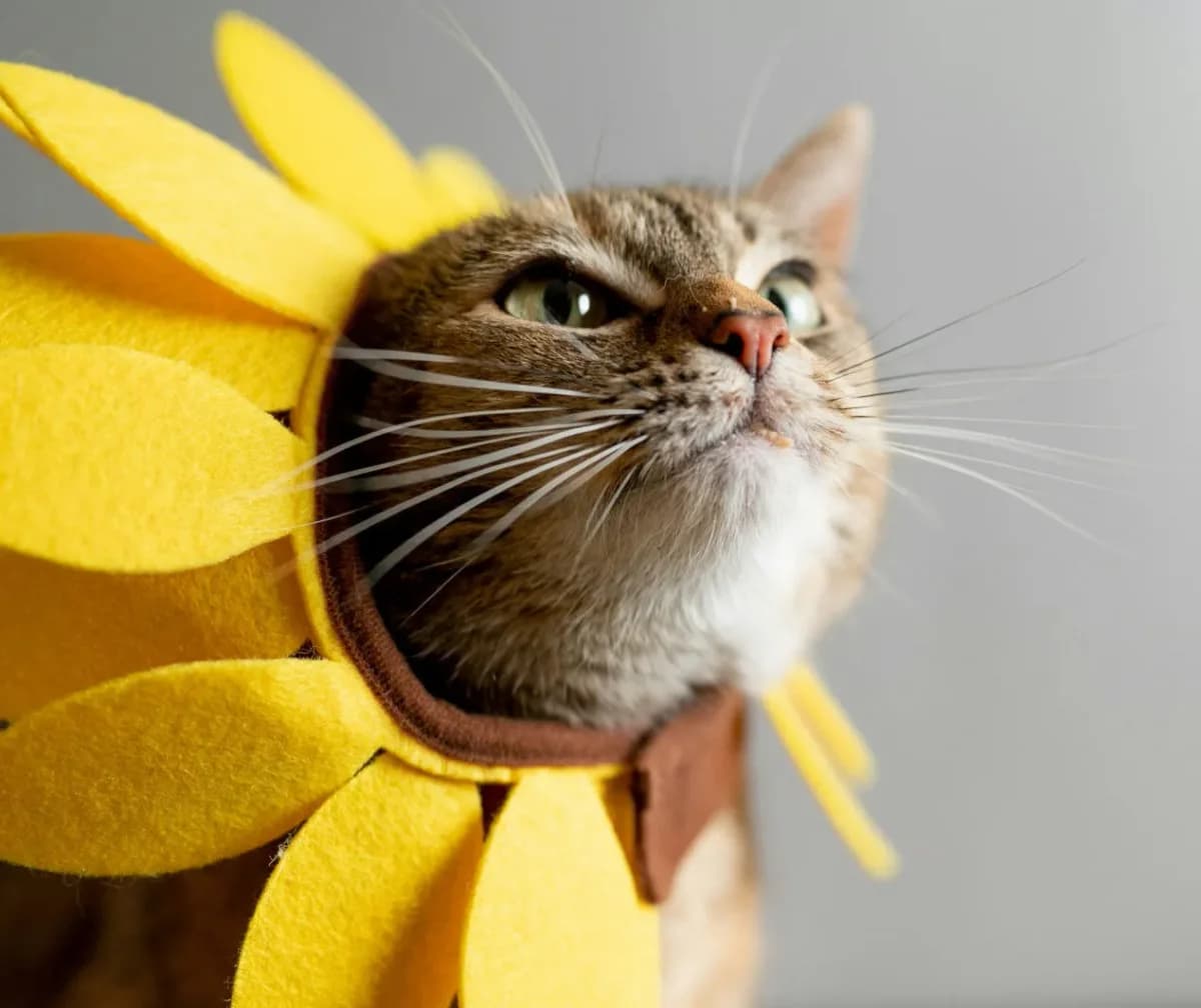 BAHIA, gris chartreux male 5yo Mixed Breed for adoption at Chiens Chats & Compagnie (Nantes), Nantes