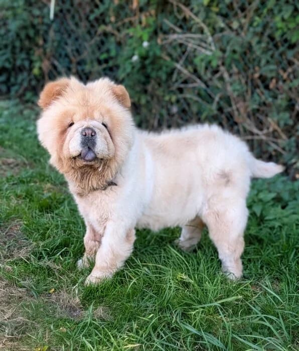 Bao,  7yo Mixed Breed for adoption at Chow au Coeur, chow au coeur