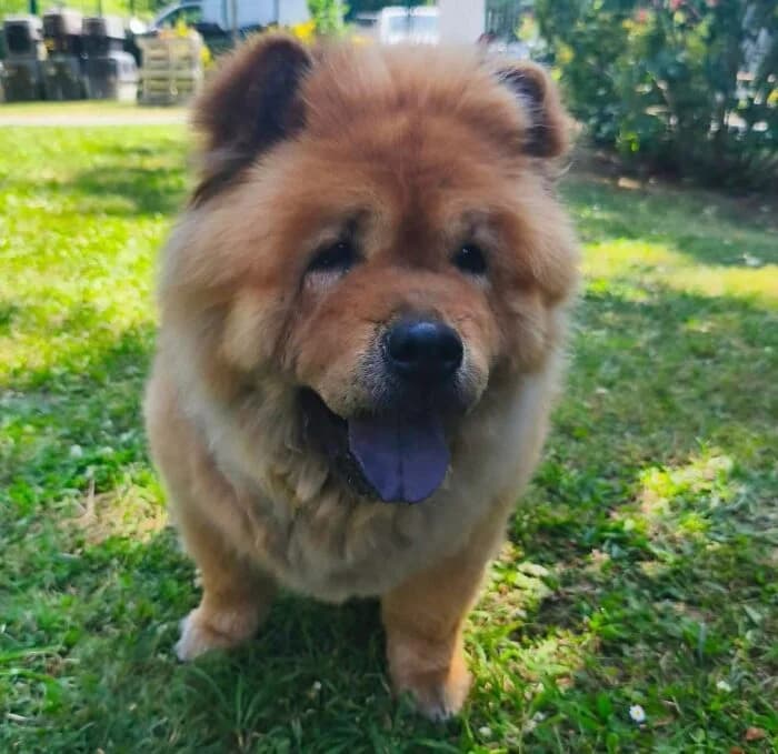 Charlotte,  senior Mixed Breed for adoption at Chow au Coeur, chow au coeur