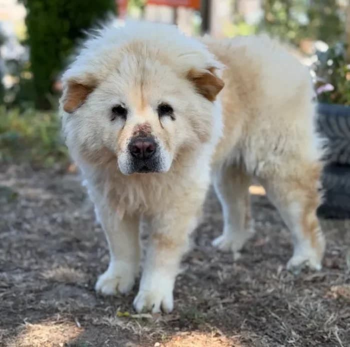 Chaucho,  senior Mixed Breed for adoption at Chow au Coeur, chow au coeur