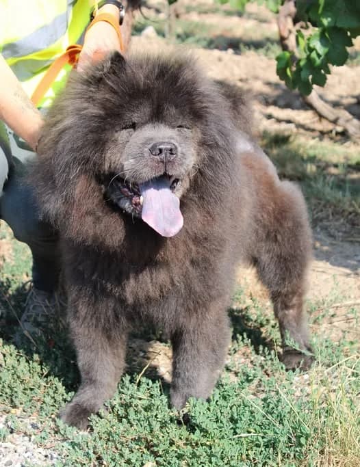 Galaxy, Mixed Breed (Chow au Coeur)