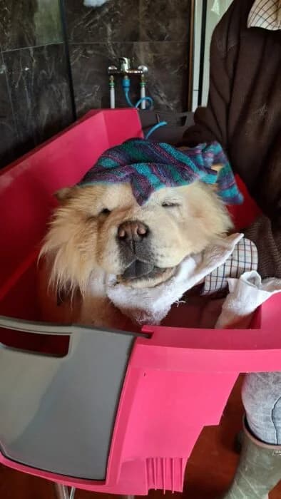 Ly-yang, female senior Mixed Breed for adoption at Chow au Coeur, chow au coeur