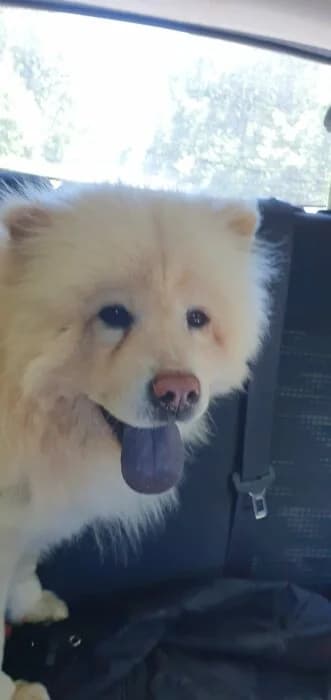 Sky, female puppy Mixed Breed for adoption at Chow au Coeur, chow au coeur