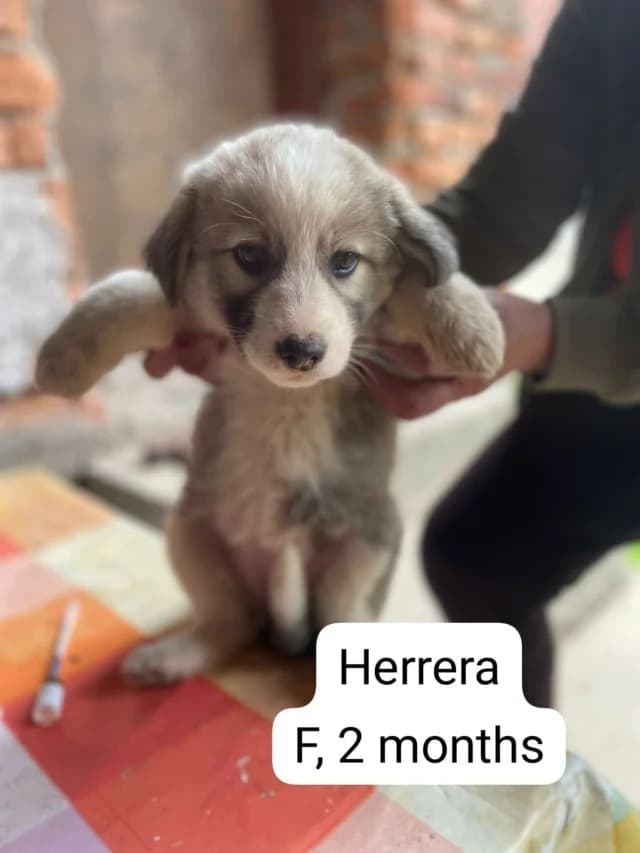 Herrera, female young Mixed Breed for adoption at Coeurs Vagabonds