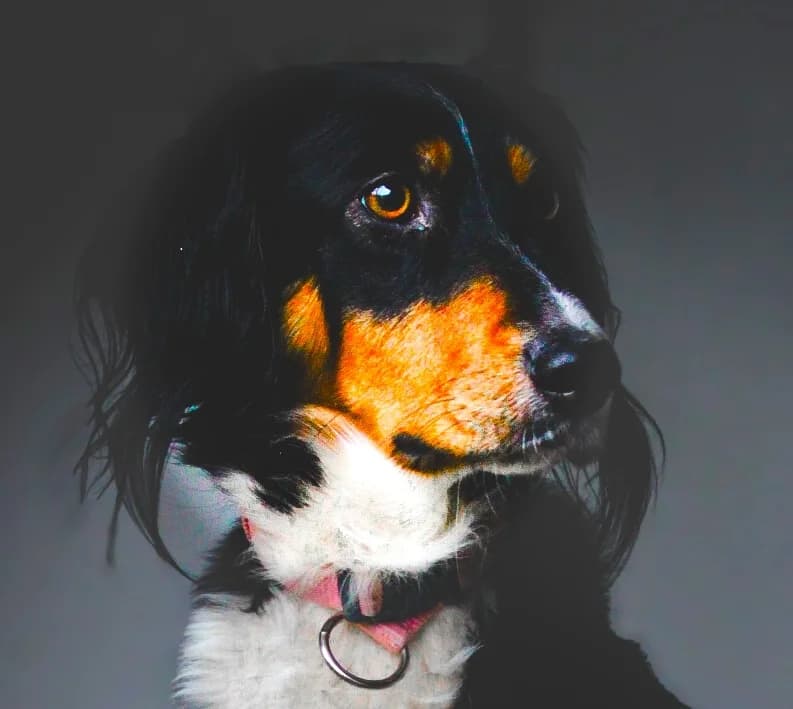 CALLIE, female 4yo Border Collie for adoption at Centre de Protection des Animaux de Saint-Cyprien