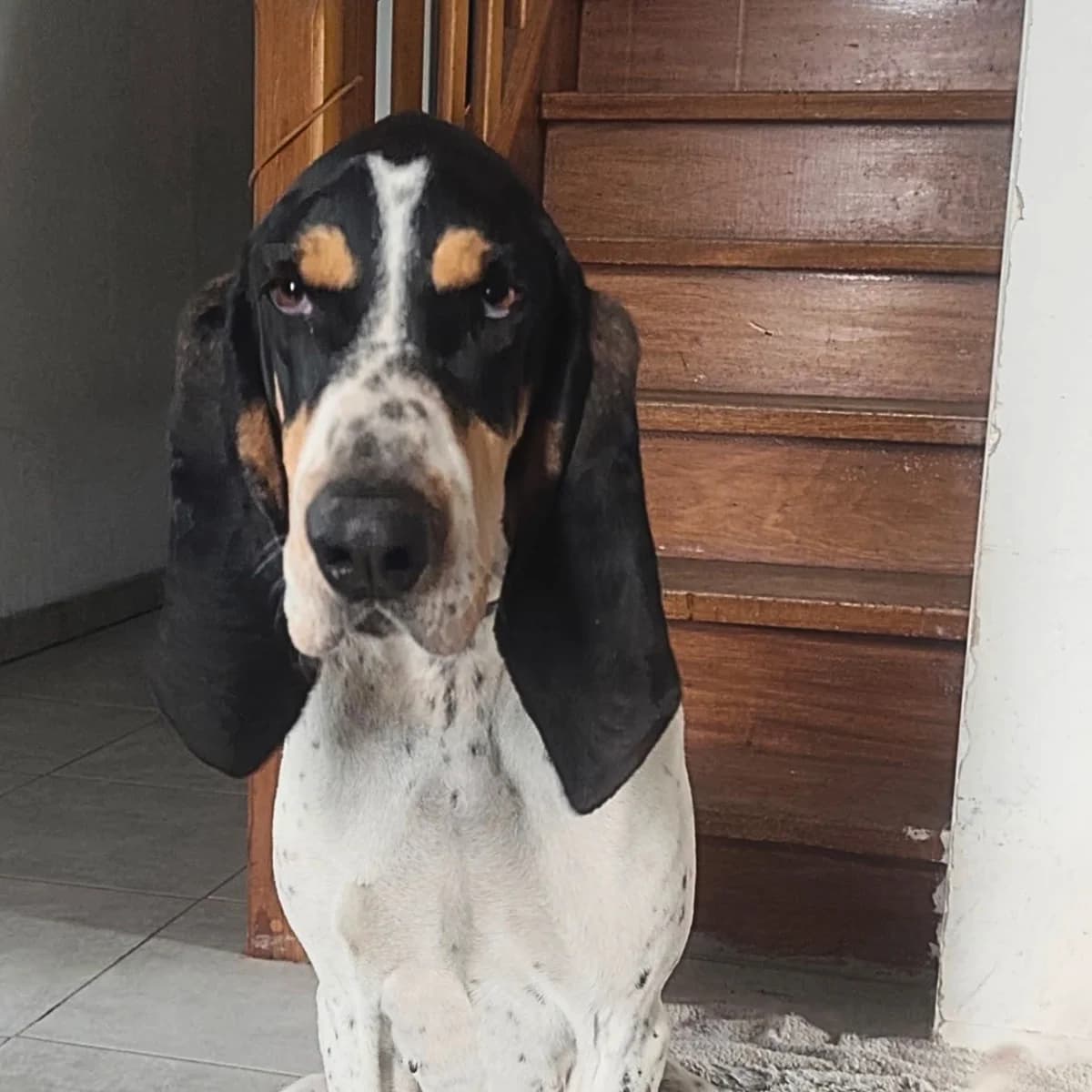 ARIA, female 5yo Pointer for adoption at Centre de Protection des Animaux de Saint-Cyprien