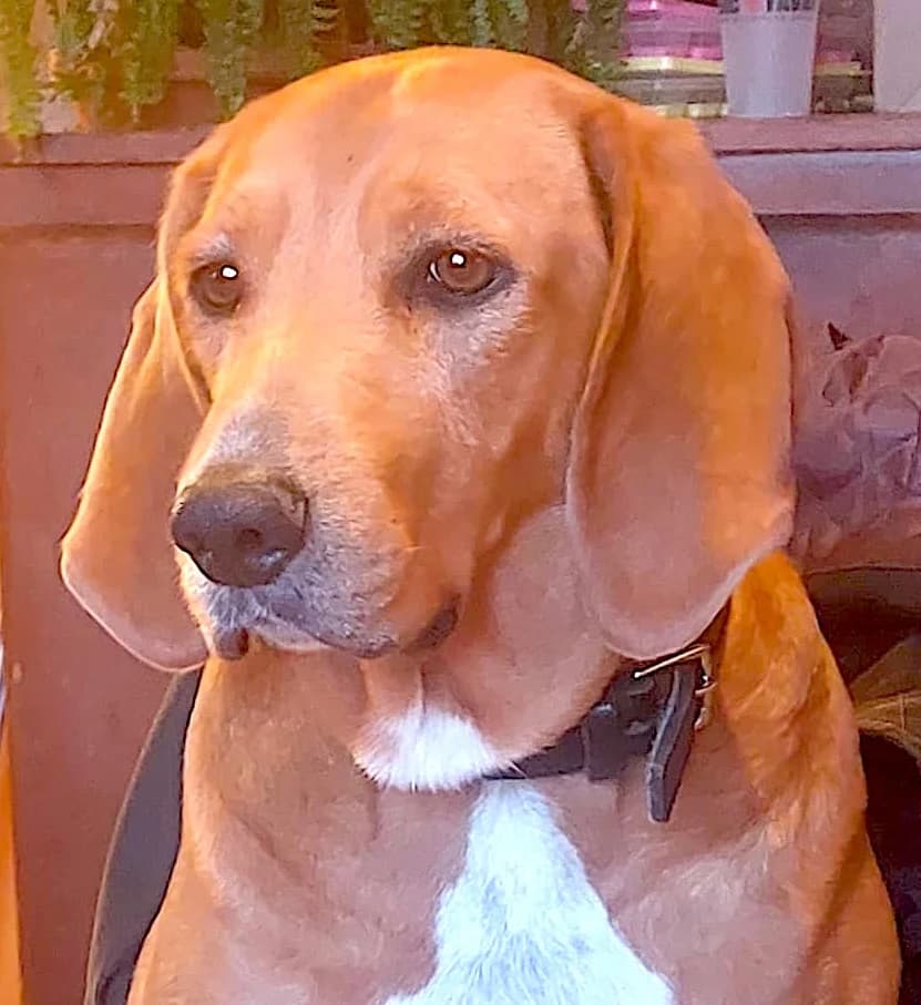 DIANE, female 5yo mixed breed for adoption at Centre de Protection des Animaux de Saint-Cyprien
