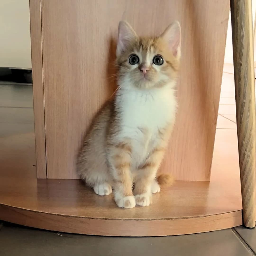 BONSAÏ, female European Shorthair for adoption at Centre de Protection des Animaux de Saint-Cyprien