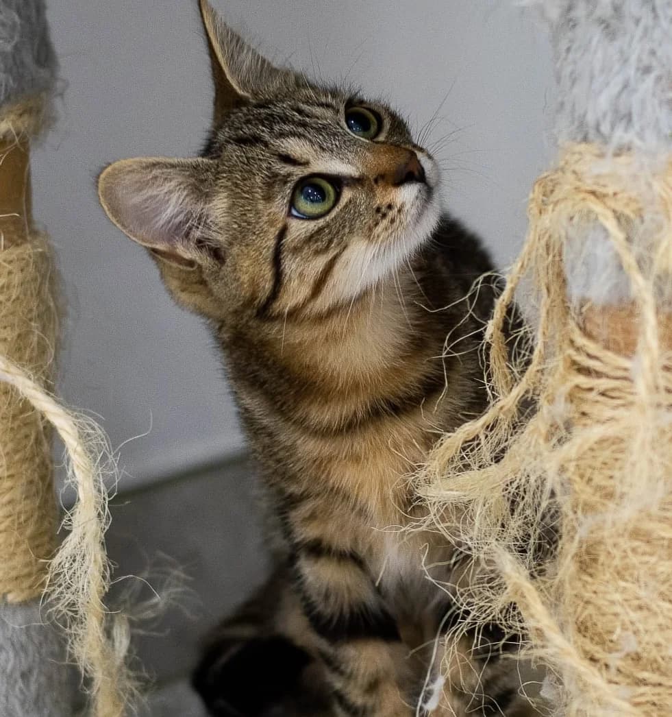 THORA, female young European Shorthair for adoption at Centre de Protection des Animaux de Saint-Cyprien