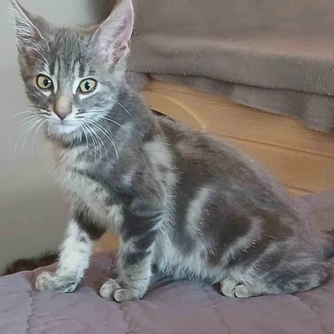 BENJI, male puppy European Shorthair for adoption at Centre de Protection des Animaux de Saint-Cyprien