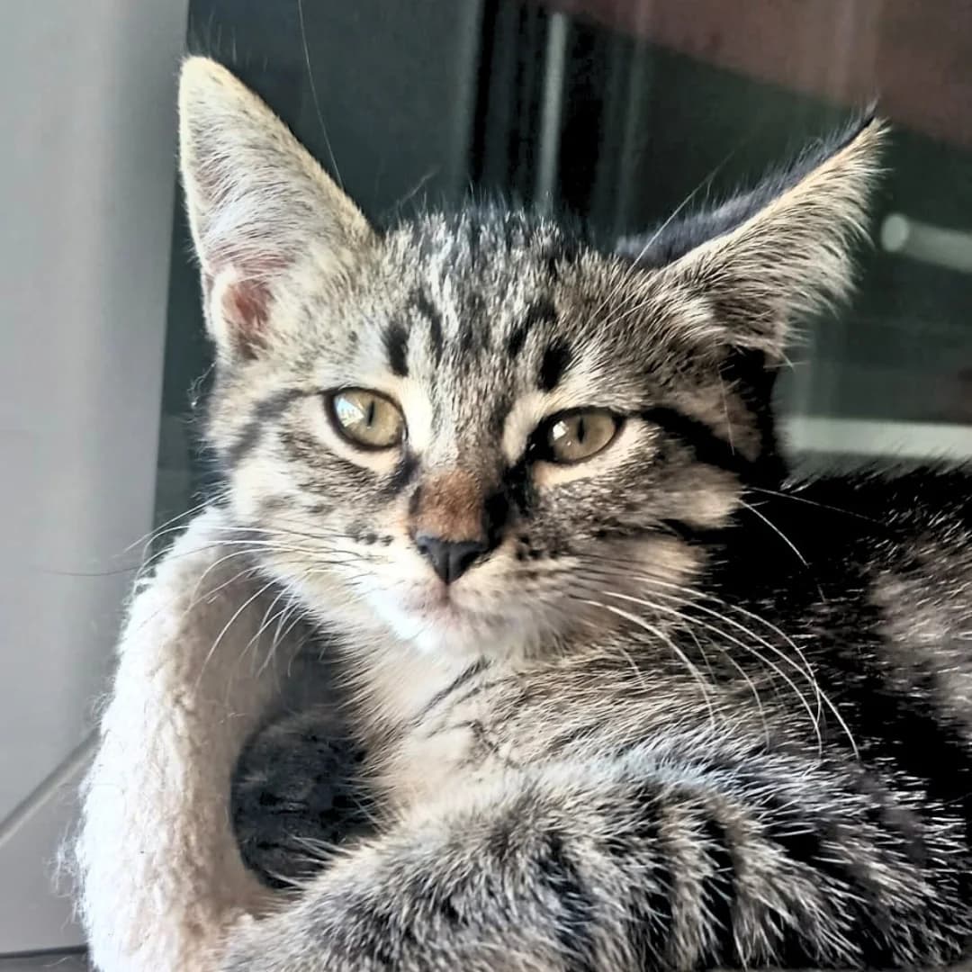 BRUME, female mixed breed for adoption at Centre de Protection des Animaux de Saint-Cyprien