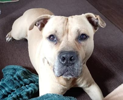 REX, male senior French Bulldog for adoption at Centre de Protection des Animaux de Saint-Cyprien