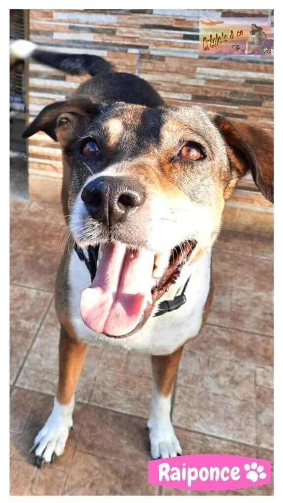 ROMEO, male Mixed Breed for adoption at Créoles and Co