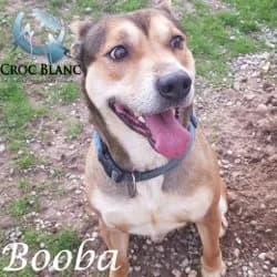 Booba,  senior Mixed Breed for adoption at Croc Blanc — Protection Animale