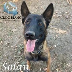 Booba,  Mixed Breed for adoption at Croc Blanc — Protection Animale