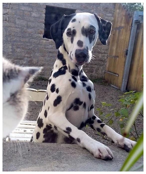 VEYLA, female young Mixed Breed for adoption at Dalmatiens sans Famille