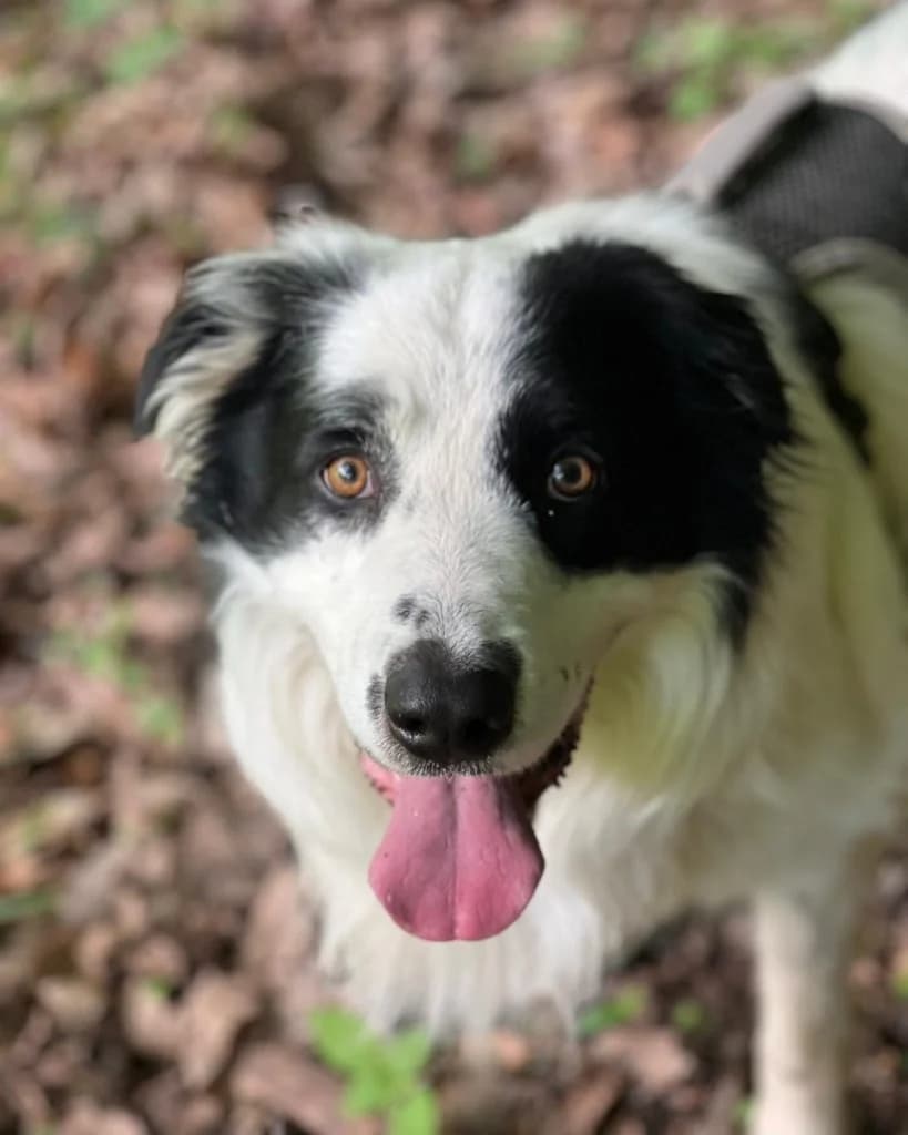 Willo, male 7yo Mixed Breed for adoption at Des Coeurs à Sauver, des coeurs a sauver