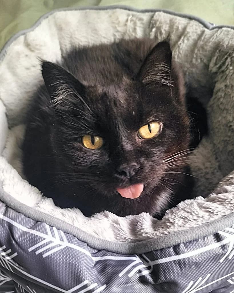 Onyx, male senior Mixed Breed for adoption at Des Coeurs à Sauver, des coeurs a sauver