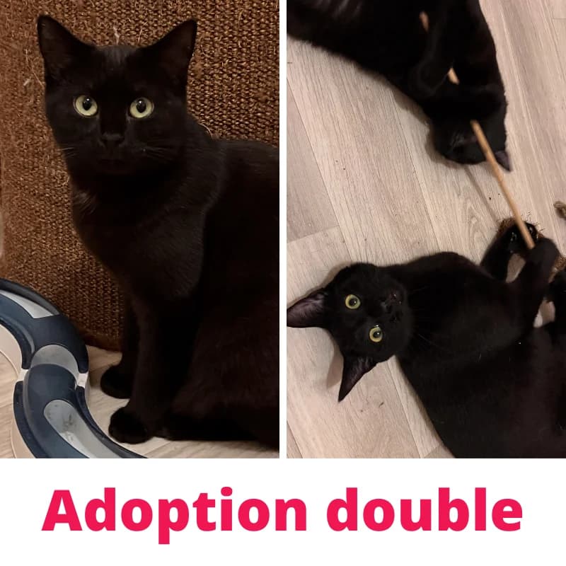 Abigaelle et Agathe, female young Mixed Breed for adoption at Des Coeurs à Sauver, des coeurs a sauver