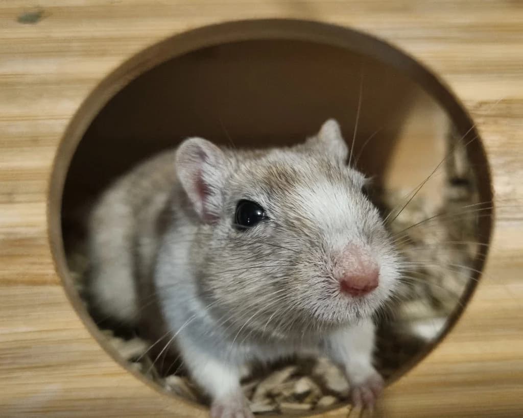 Cricky, female young Mixed Breed for adoption at Des Coeurs à Sauver, des coeurs a sauver