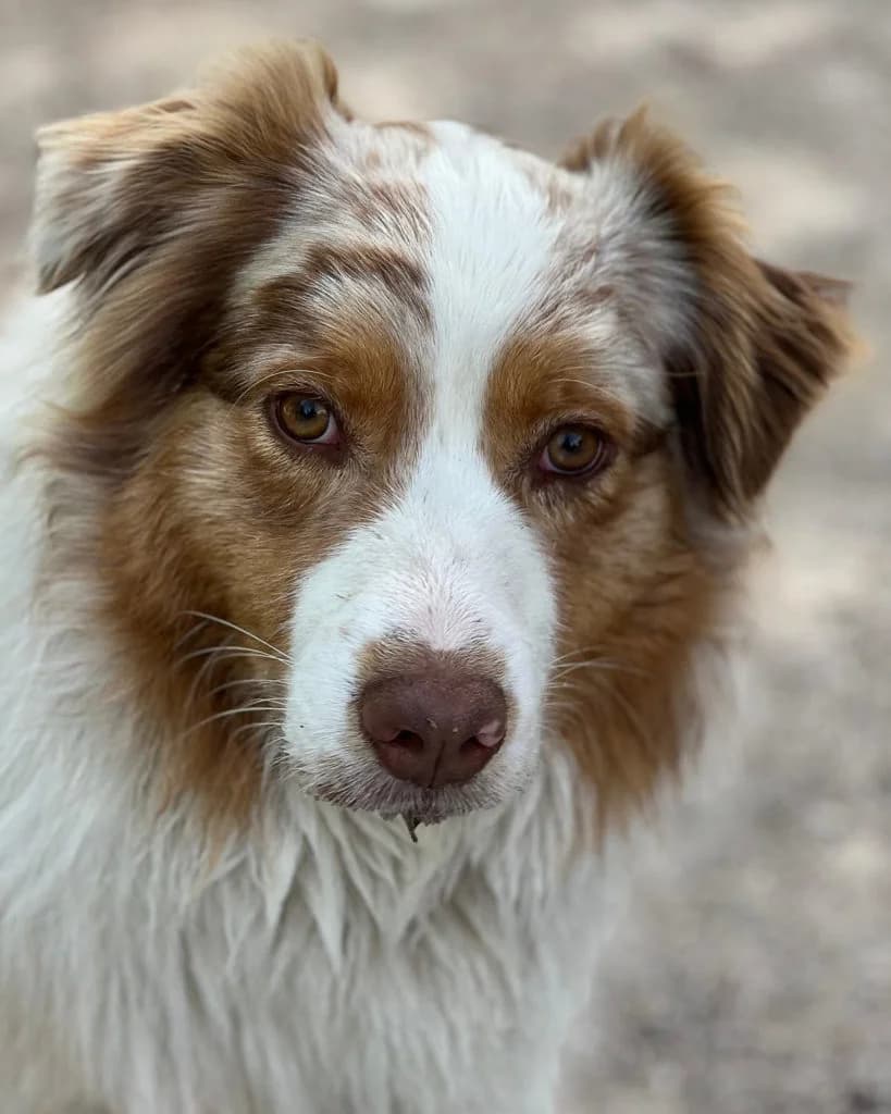 Uno, male young Mixed Breed for adoption at Des Coeurs à Sauver, des coeurs a sauver