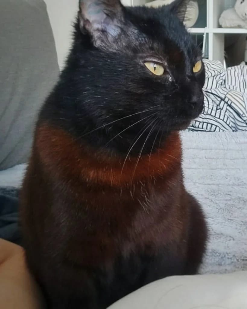 Bandit, male 7yo Mixed Breed for adoption at Des Coeurs à Sauver, des coeurs a sauver