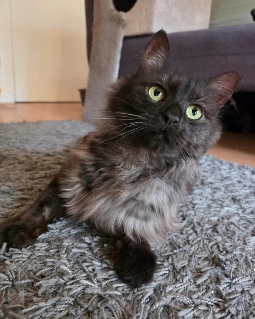 Miss, female 6yo Mixed Breed for adoption at Des Coeurs à Sauver, des coeurs a sauver