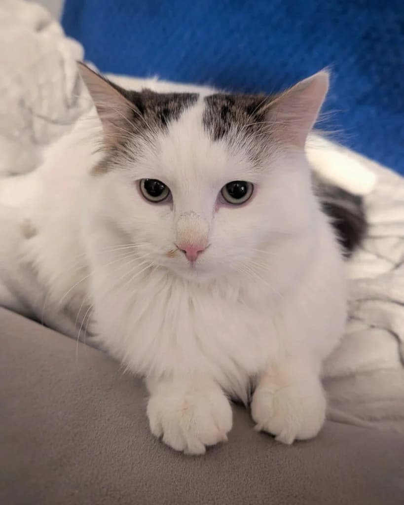 Bini, Mixed Breed (Des Coeurs à Sauver)