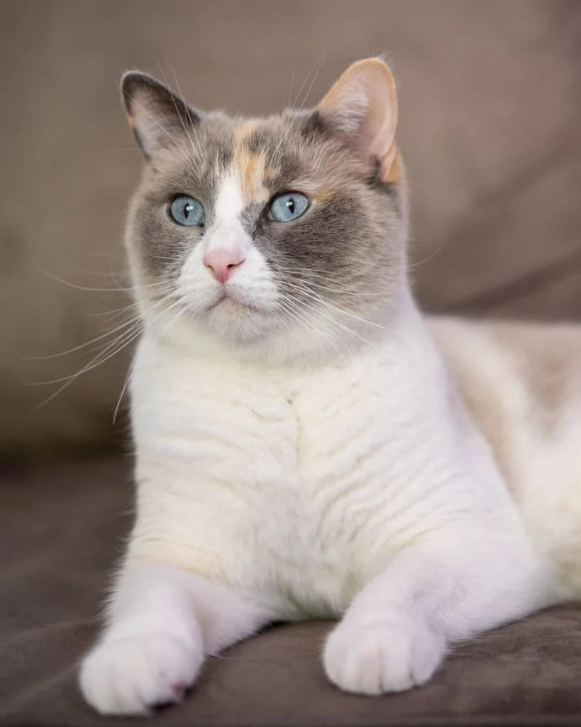 Nola, female senior Mixed Breed for adoption at Des Coeurs à Sauver, des coeurs a sauver