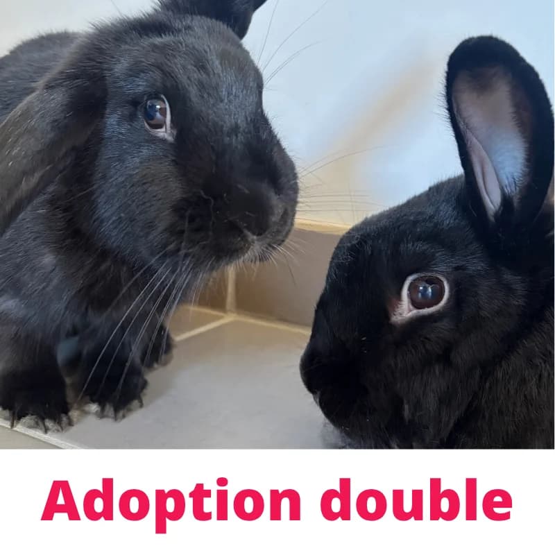 Abby et Marta, female 3yo Mixed Breed for adoption at Des Coeurs à Sauver, des coeurs a sauver