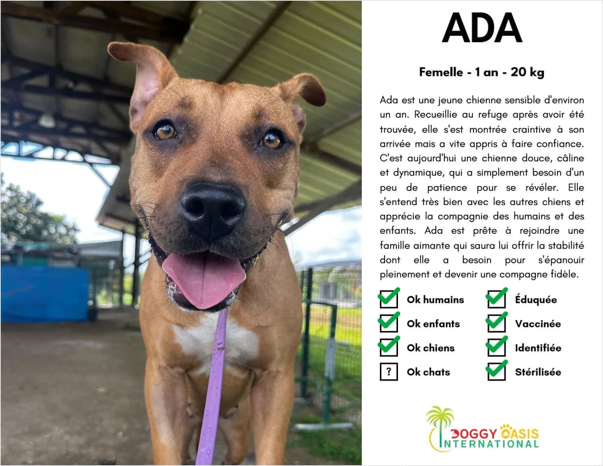 Ada-doi, Mixed Breed (Doggy Oasis International)