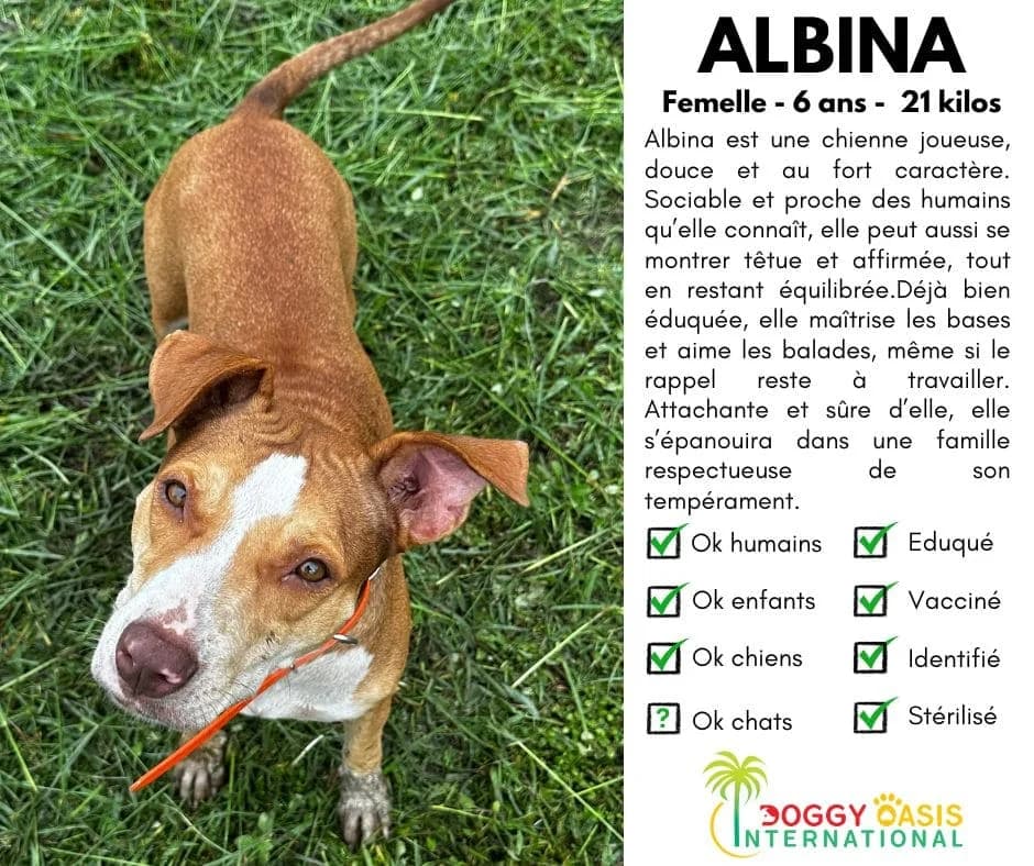 ALBINA,  Mixed Breed for adoption at Doggy Oasis International