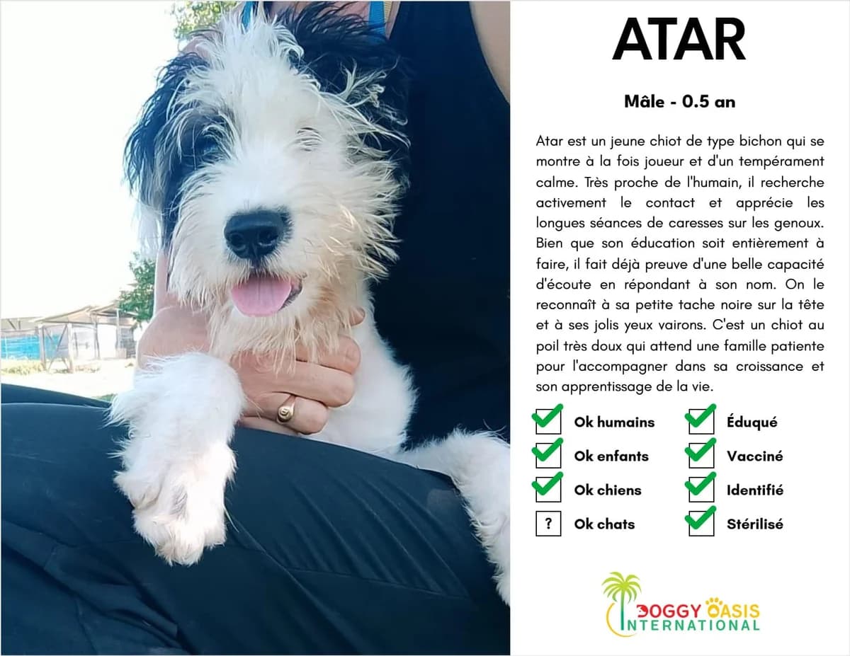 Atar-doi, Mixed Breed for adoption at Doggy Oasis International