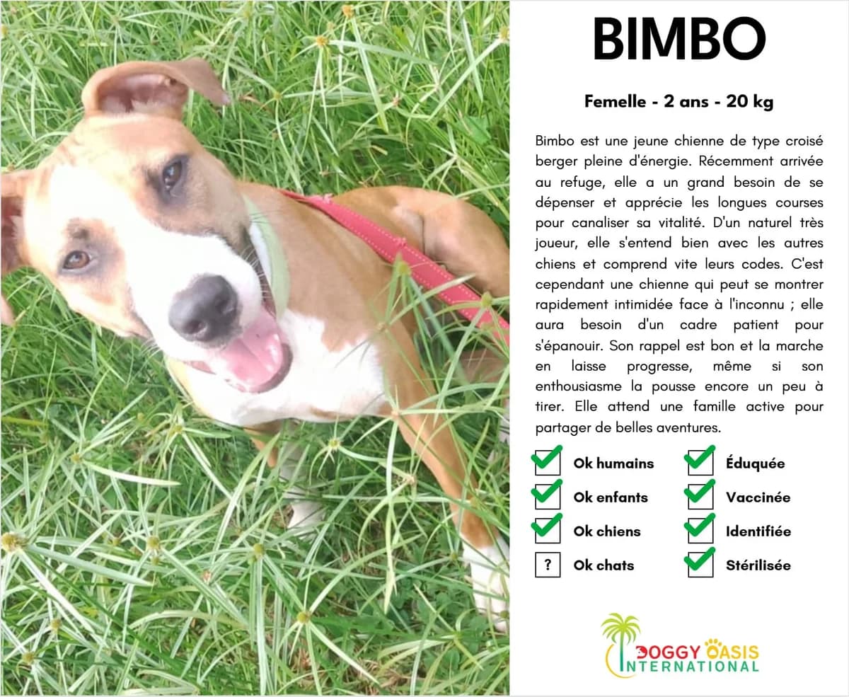 Bimbo-doi, Mixed Breed (Doggy Oasis International)