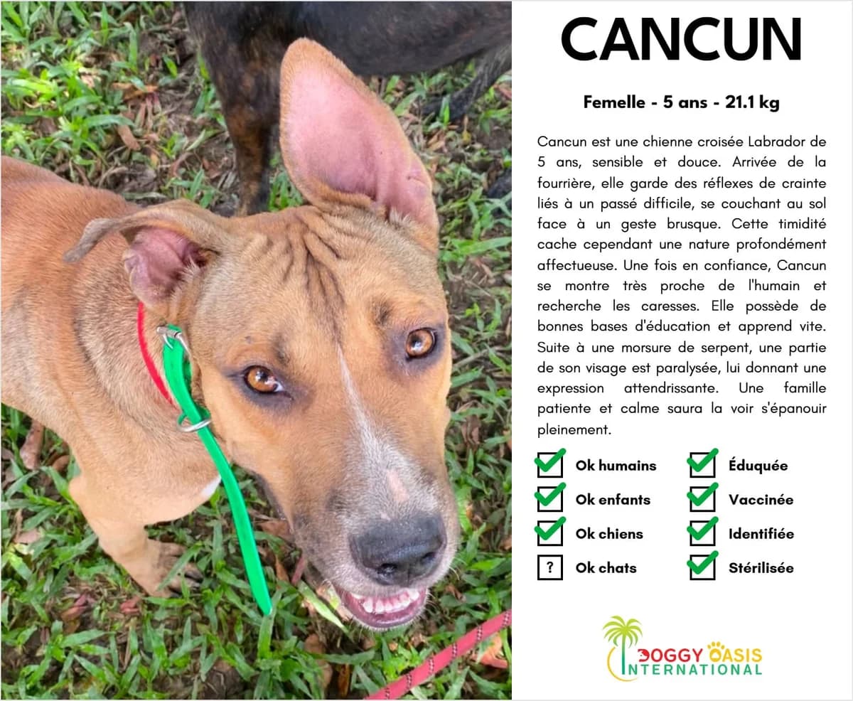 Cancun-doi, Mixed Breed for adoption at Doggy Oasis International
