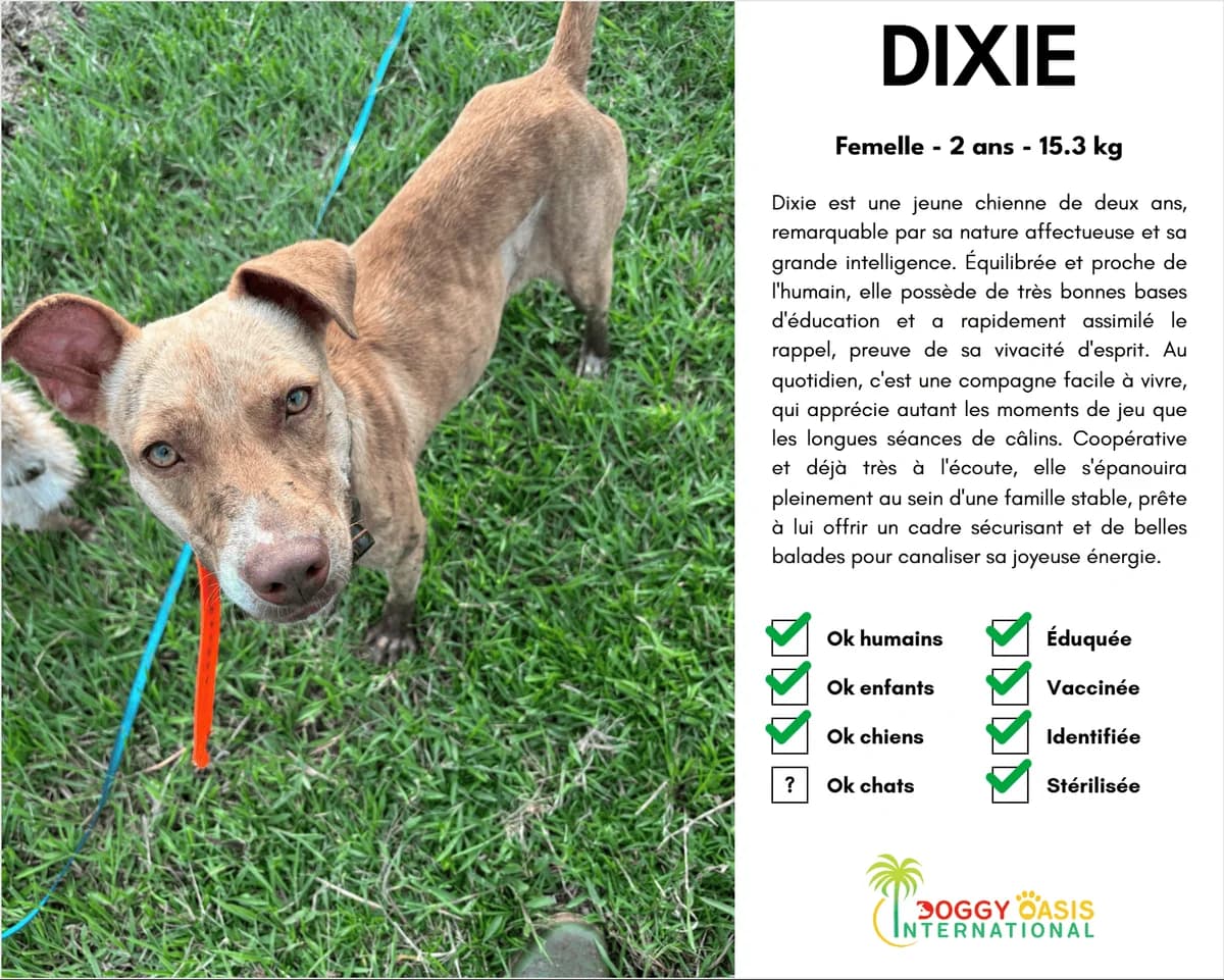Dixie-doi (2), Mixed Breed (Doggy Oasis International)
