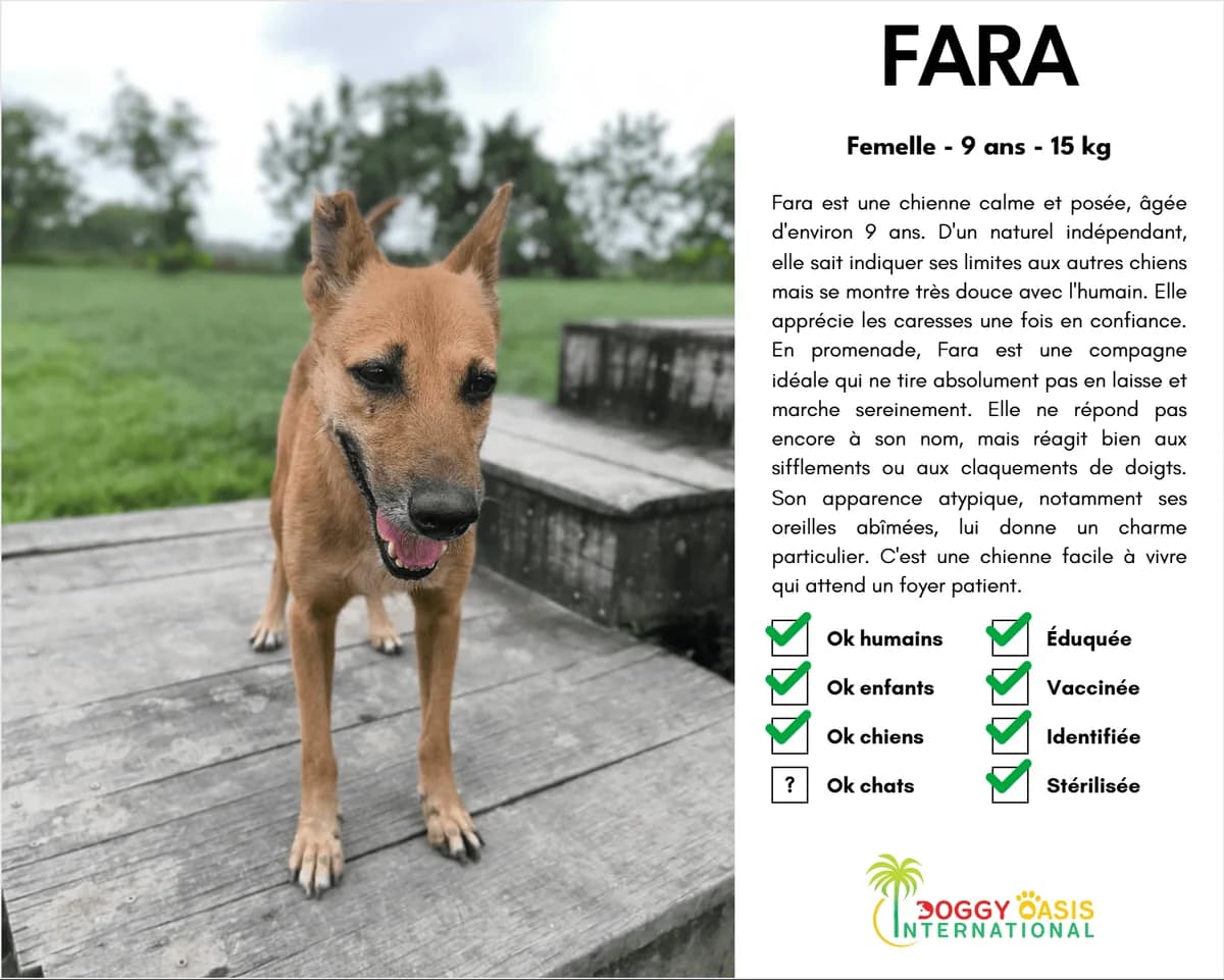 Fara-doi,  Mixed Breed for adoption at Doggy Oasis International