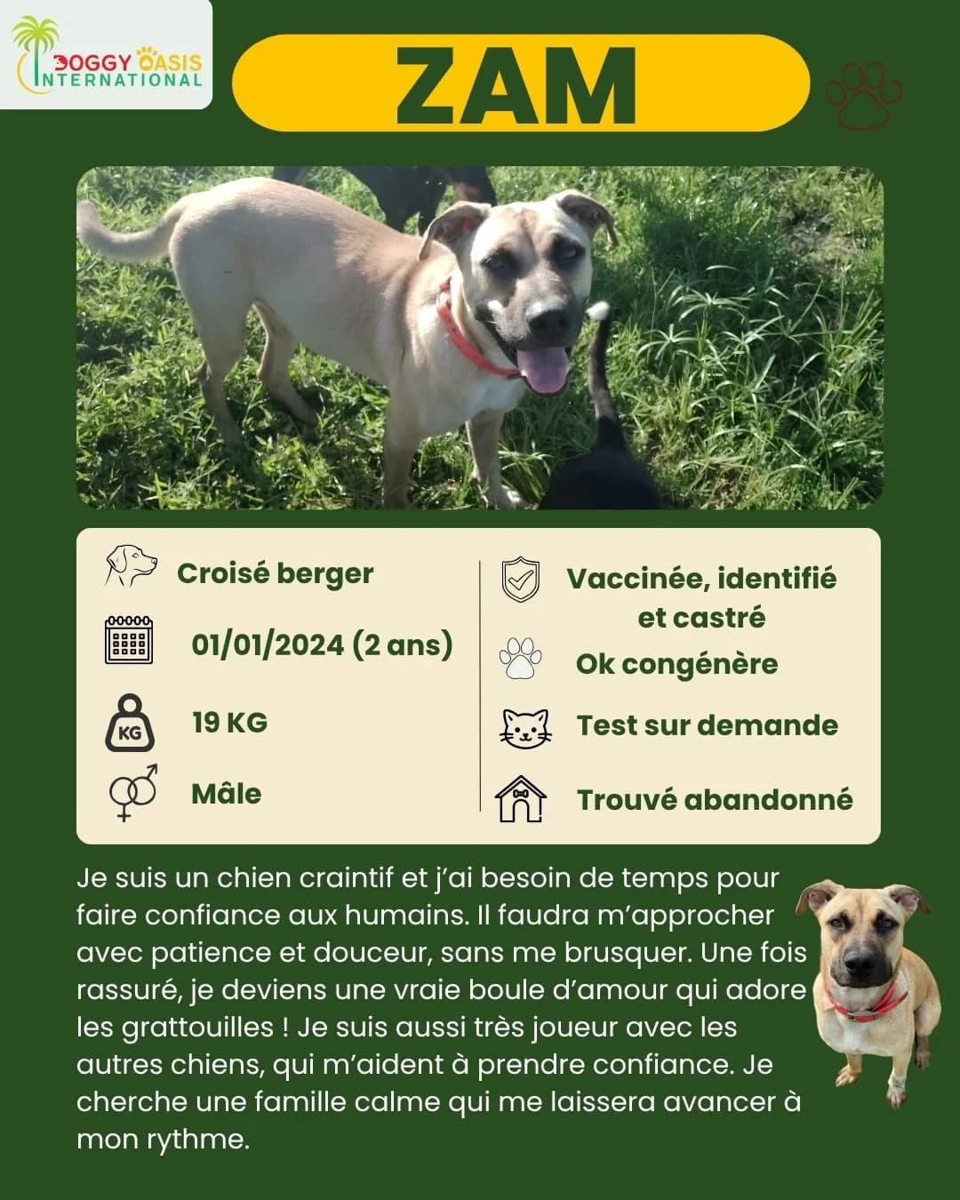 fiche,  Mixed Breed for adoption at Doggy Oasis International