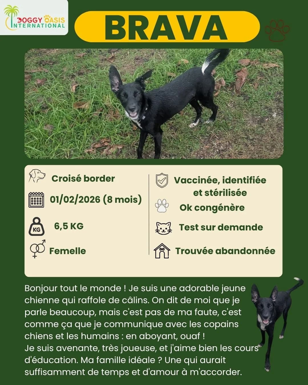 fiche Brava,  Mixed Breed for adoption at Doggy Oasis International