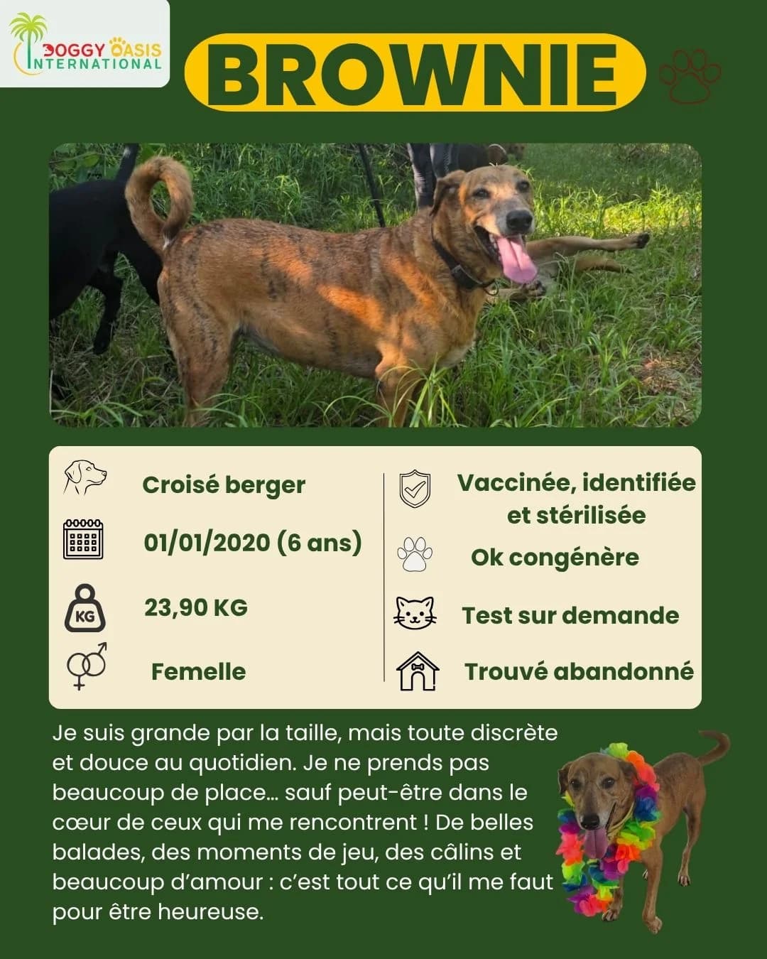 fiche Brownie,  Mixed Breed for adoption at Doggy Oasis International