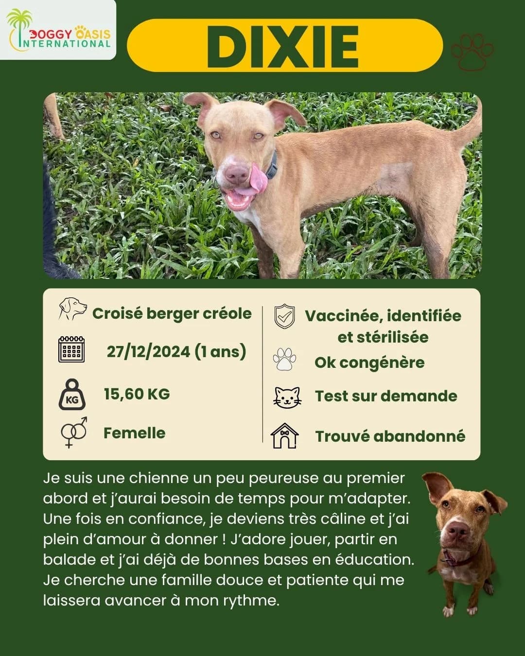 fiche Dixie,  Mixed Breed for adoption at Doggy Oasis International